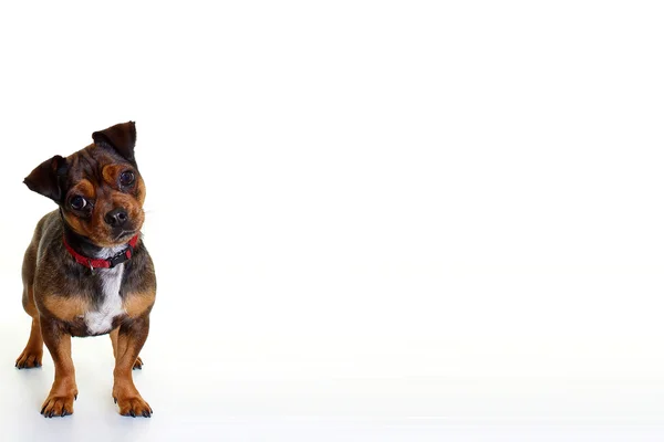 stock image Little dog on white background