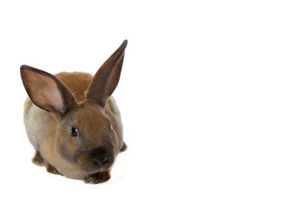 Roztomilý králík na bílém pozadí — Stock fotografie