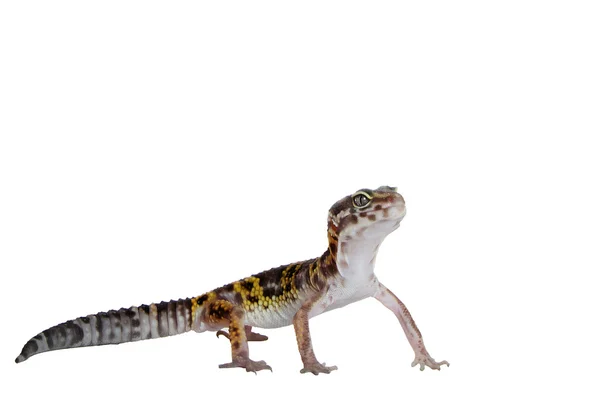 Леопардовый геккон на белом фоне — стоковое фото