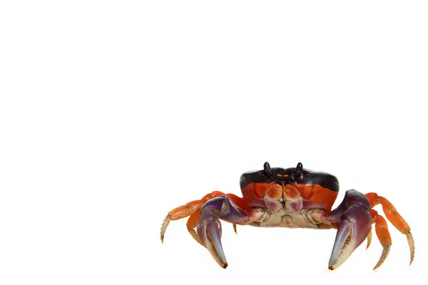 stock image Halloween Crab