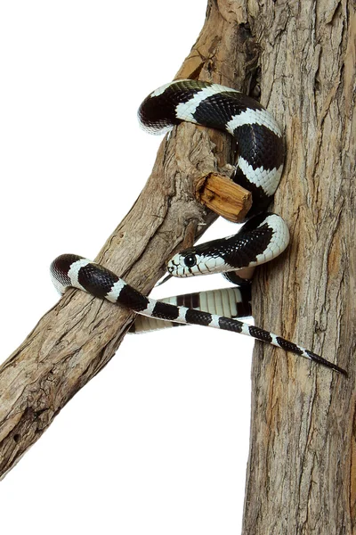 California Rey serpiente —  Fotos de Stock