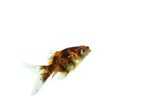 Pesce rosso su sfondo bianco — Foto Stock