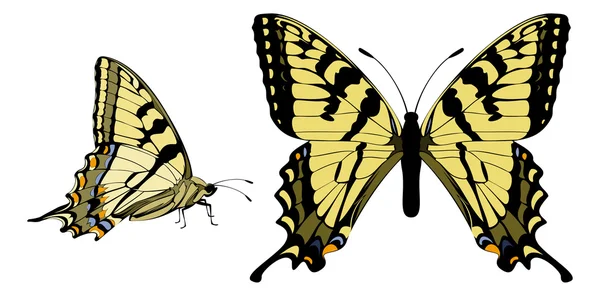 Canadian Tiger Swallowtail — Stock Vector
