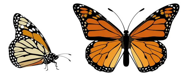 Mariposa monarca — Vector de stock
