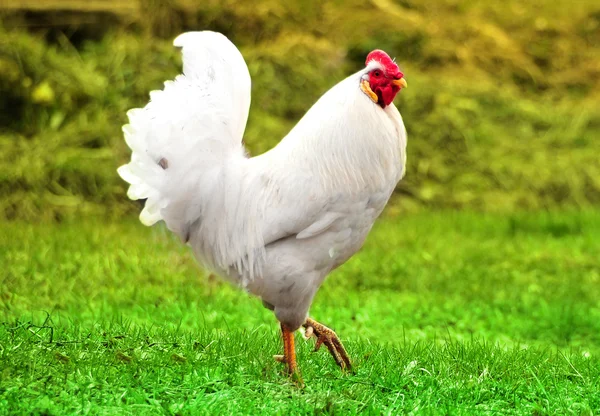 Gallo bianco sull'erba verde — Foto Stock