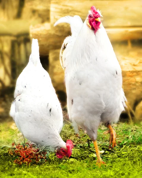 Rooster and hen on the green grass — Stock Photo, Image