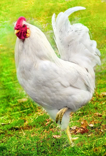 在绿色草地上的美丽白公鸡 — 图库照片