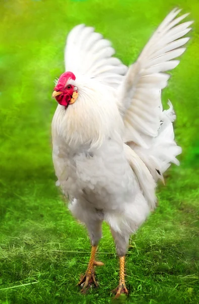 White rooster flaps its wings — Stock Photo, Image