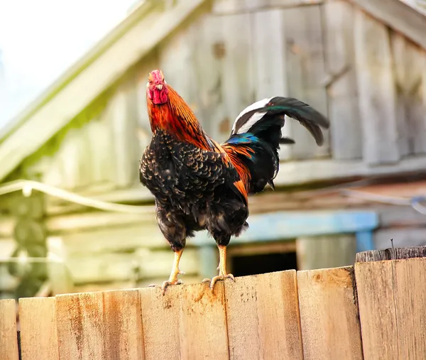 Rooster on a fence in the village — Stock Photo, Image