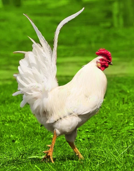 White rooster on the green grass — Stock Photo, Image