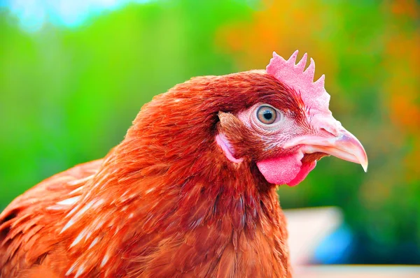 Parlak yeşil bir arka plan üzerinde tavuk — Stok fotoğraf