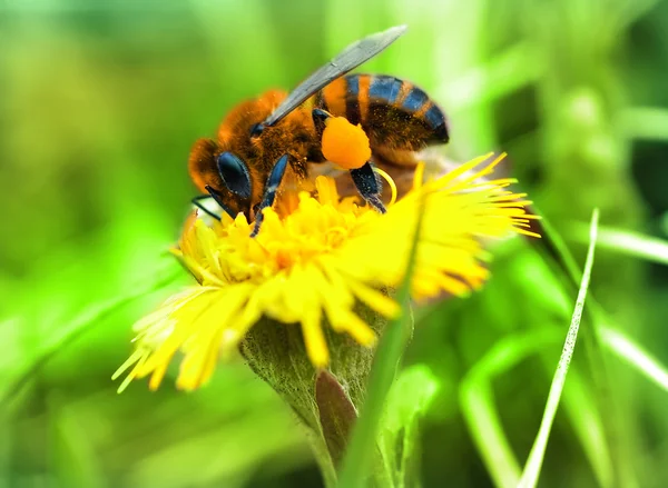 Красива бджола на жовтій кульбабі Стокове Зображення