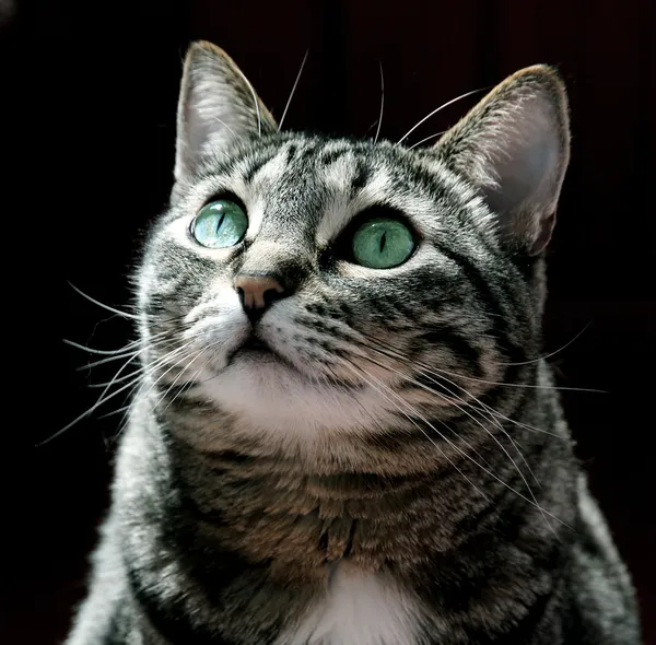 Grå katt på svart bakgrund — Stockfoto