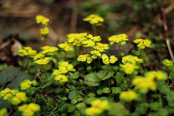 stock image An image of young flowers