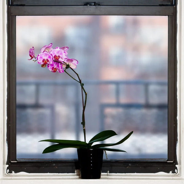 Orchid plant by window