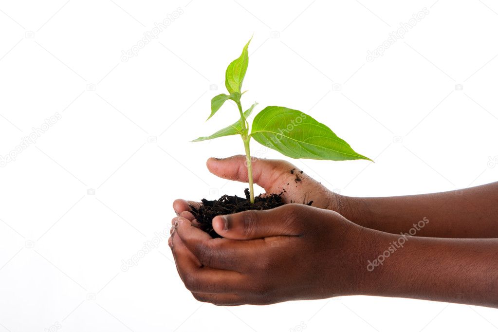 Plant in child hands