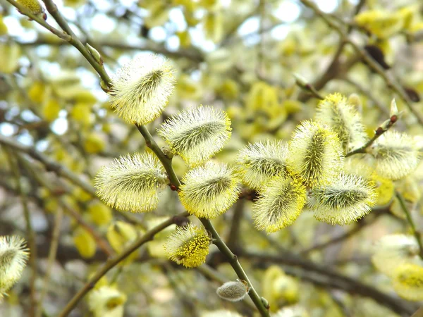 Pussy willow flowers — Stock Photo, Image