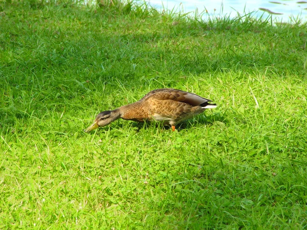 Stock image Wild duck