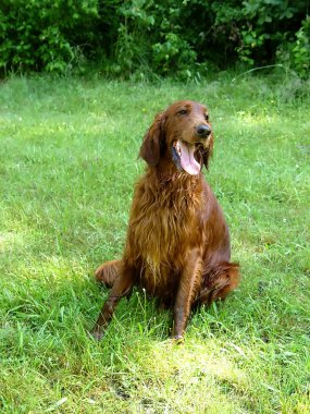 Red Setter