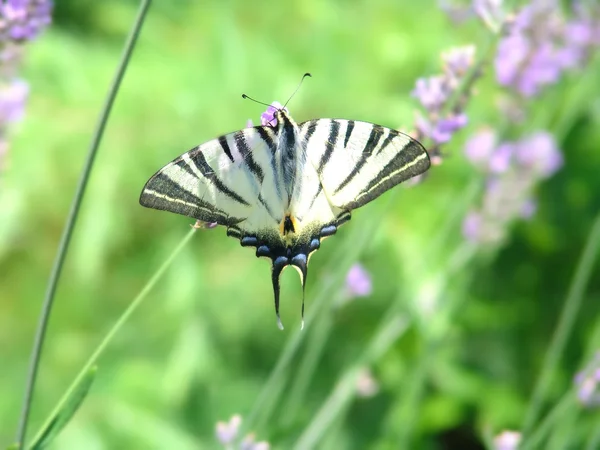 stock image Butterfly