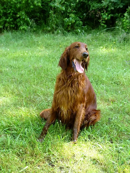 Stock image Red setter