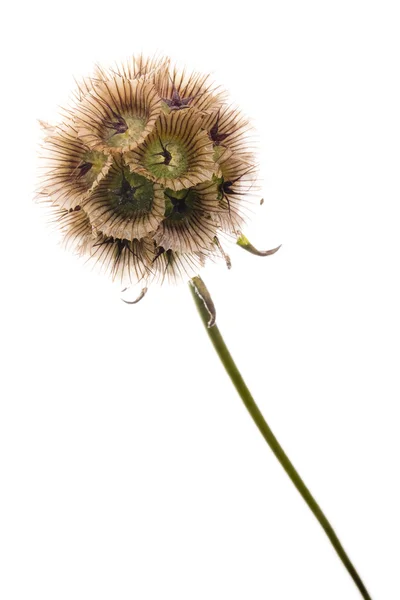 stock image Sphere flower