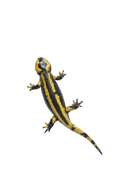 Bella salamandra su bianco . Immagine Stock