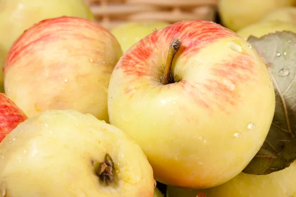 stock image Ripe custard-apples