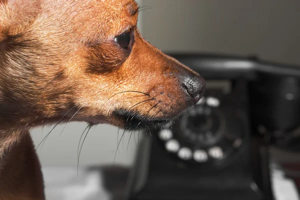 Kontaktieren Sie unseren Hundeladen! — Stockfoto