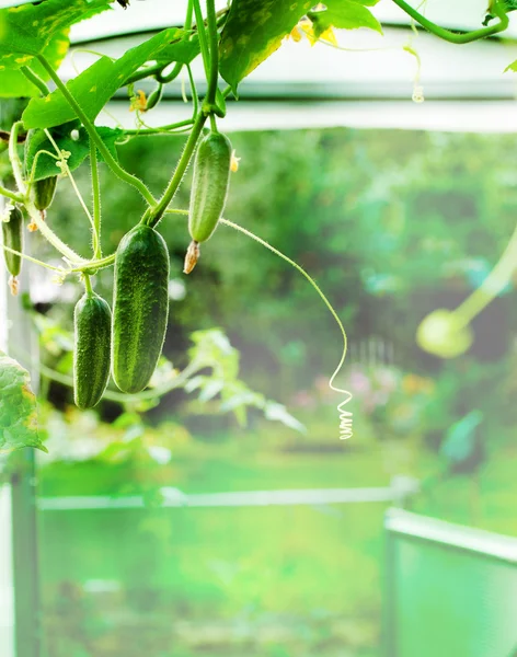 stock image Cucumber