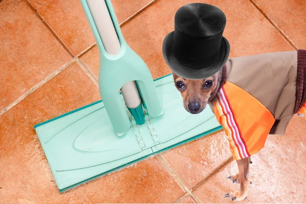 Cane sul pavimento pulito — Foto Stock