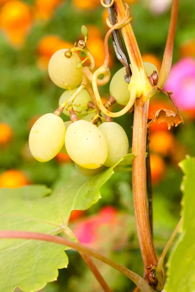 Grape on bunch — Stock Photo, Image