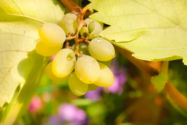 Bunch of chardonnay grapes — Stock Photo, Image