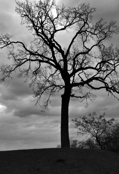 暗い孤独な木 — ストック写真