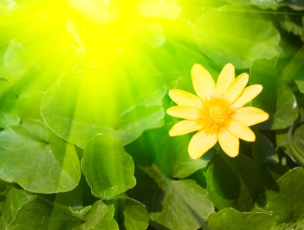 Gelbe Blüten — Stockfoto