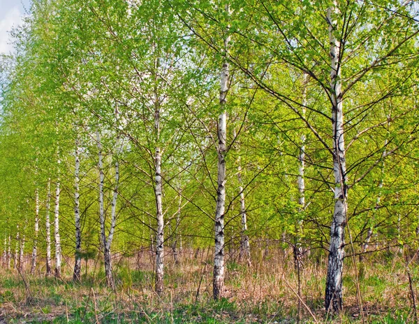 Spring birch — Stock Photo, Image