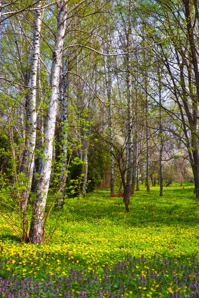 stock image Spring birch