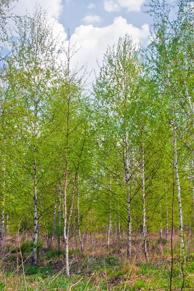 Spring birch — Stock Photo, Image