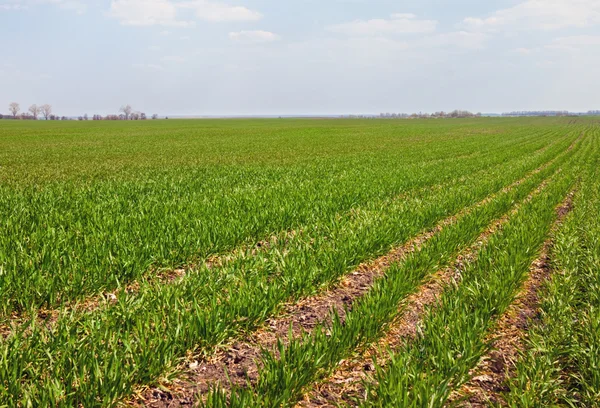 Sown field — Stock Photo, Image