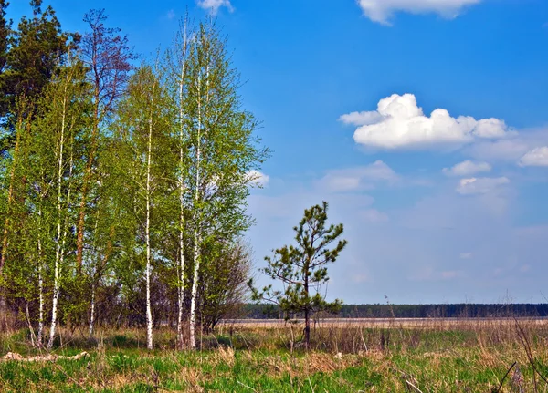 Spring birch trees — Stock Photo, Image