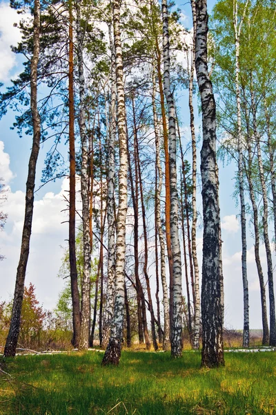 Tavaszi birch fák — Stock Fotó