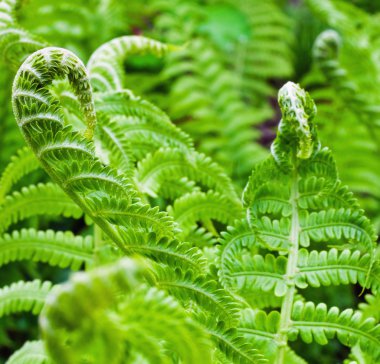 Green fern clipart