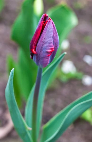 Tulipán lila — Foto de Stock