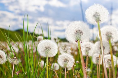 Dandelions clipart