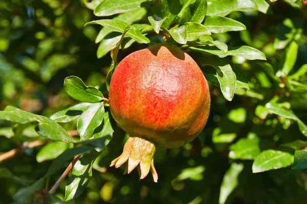 Stock image Pomegranate