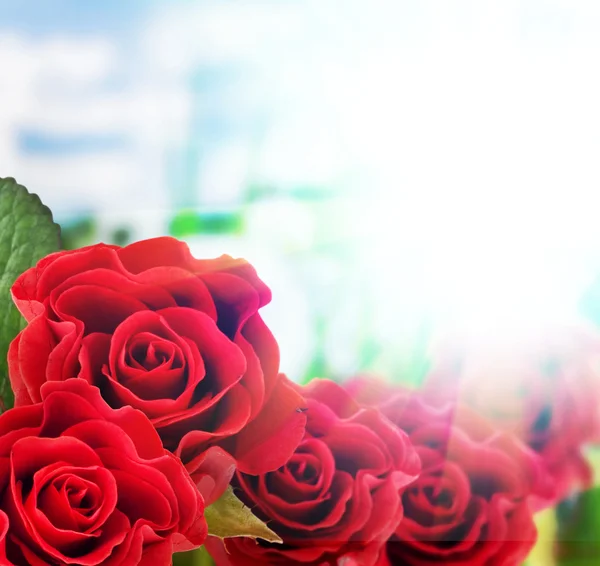 Red roses Stock Image