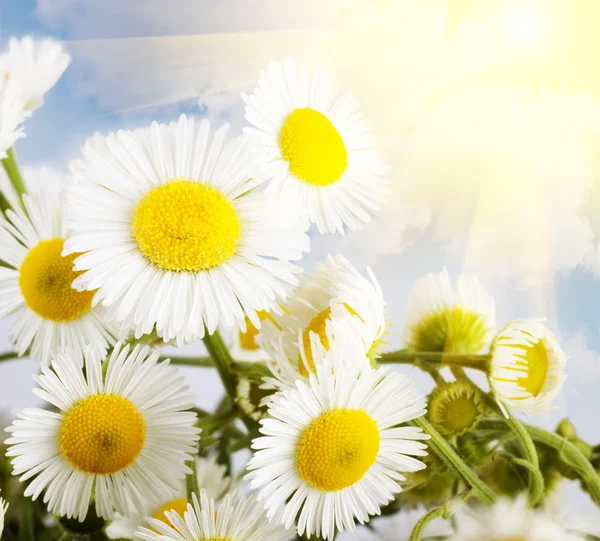 Flower chamomile — Stock Photo, Image