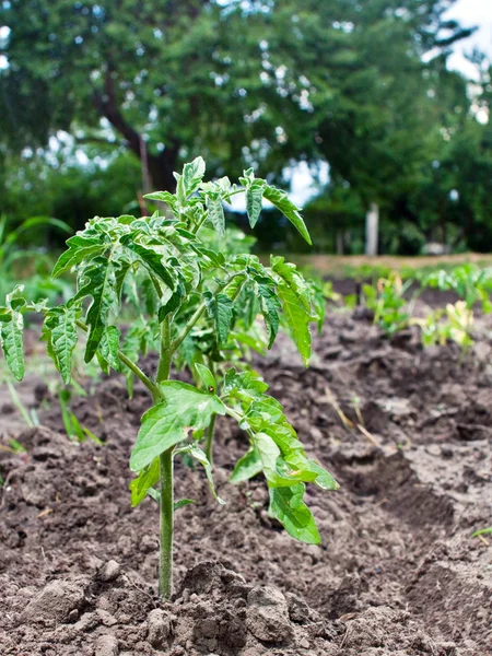 Tomato seedling growing — Stock Photo, Image