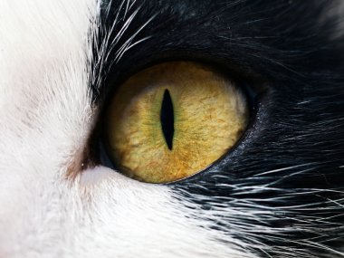 Eyed cat clipart