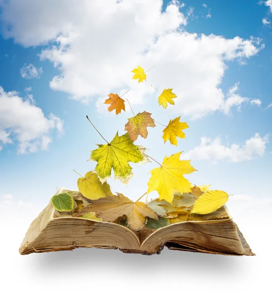 Leaves on book — Stock Photo, Image